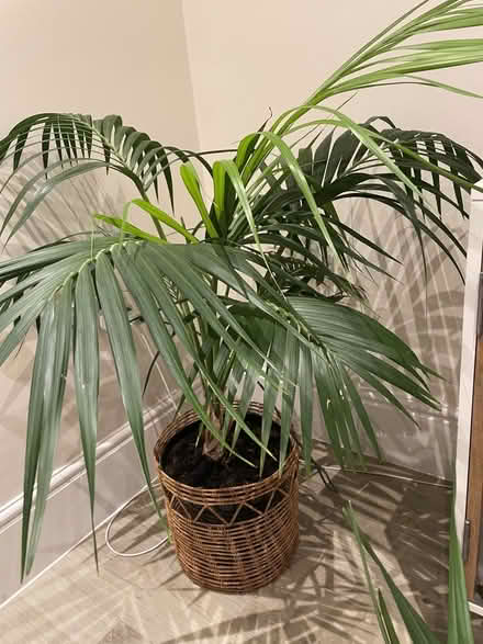 Photo of free Lovely Houseplants to a Good Home (Cheshire West and Chester CH3) #1