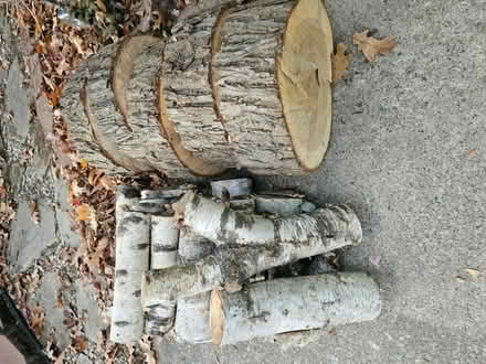 Photo of free Oak slabs and birch logs (West Bloomfield) #1
