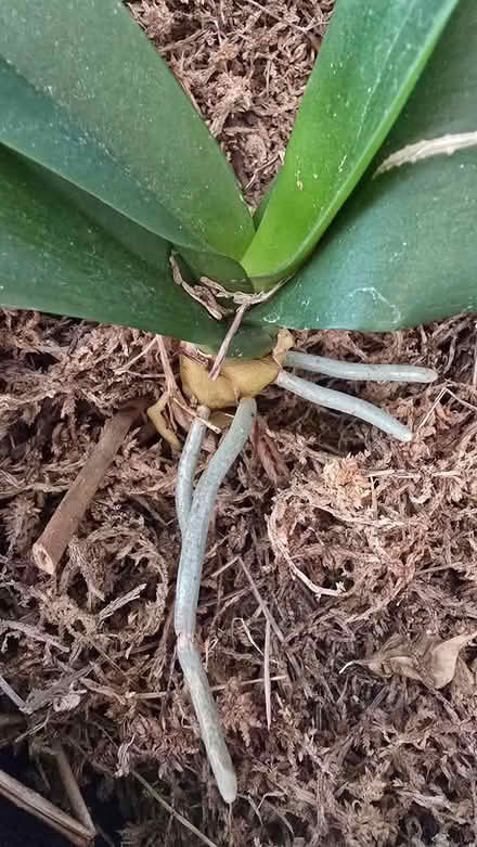 Photo of free orchid (near Forest Glen Metro) #1