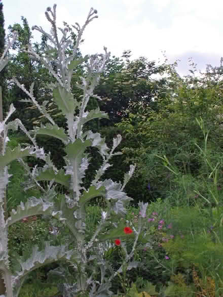 Photo of free Cotton thistle (Wimbledon Village SW19) #1
