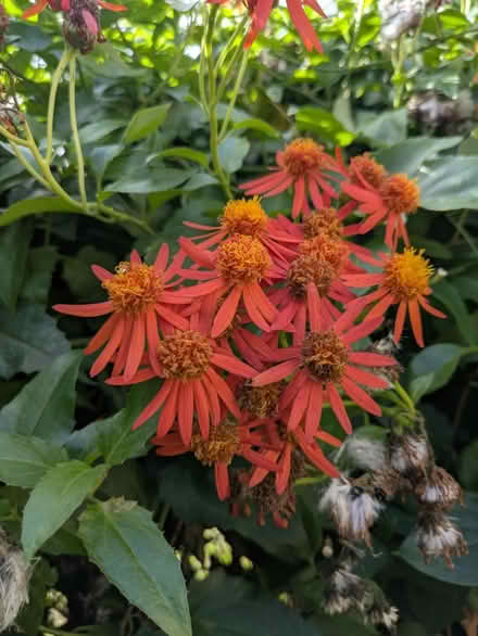 Photo of free Vine cuttings (Cypress off Jones and Cy N Hou) #2