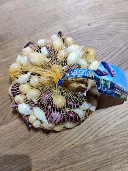 Photo of free Mixed onion bulbs (Highfields ST17) #1