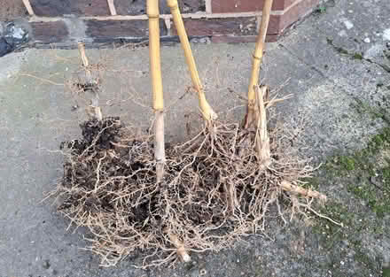 Photo of free Golden Bamboo plants (Patcham BN1) #1