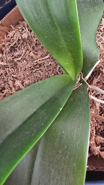 Photo of free orchid (near Forest Glen Metro) #2