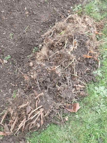 Photo of free Bulbs * (Currie EH14) #1