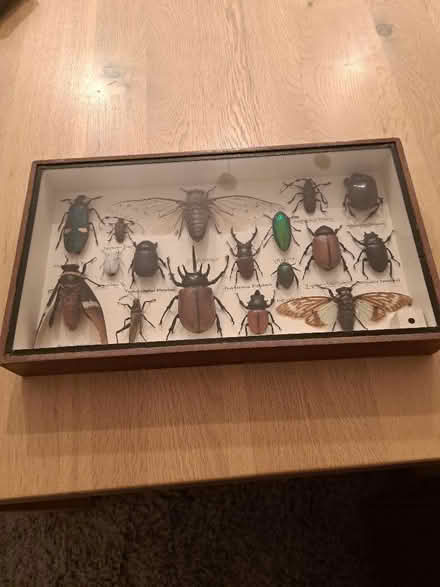 Photo of free A Frame of Real Exotic Bugs (Woodley RG5) #1
