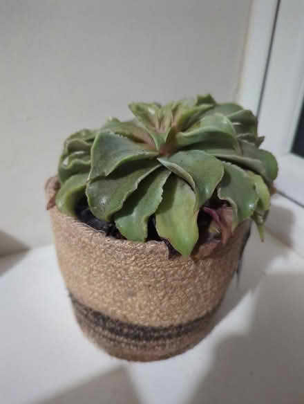 Photo of free Succulent plant (Nailsworth GL6) #2