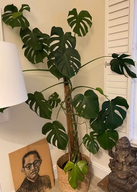 Photo of free Lovely Houseplants to a Good Home (Cheshire West and Chester CH3) #3