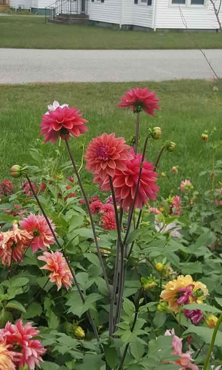 Photo of Dahlia Plants or tubers (Newport News, VA (23601)) #1