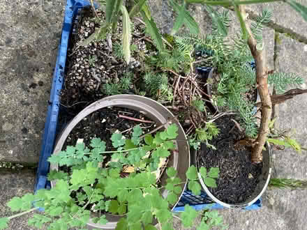 Photo of free Tray of plants (Wickwar GL12) #1