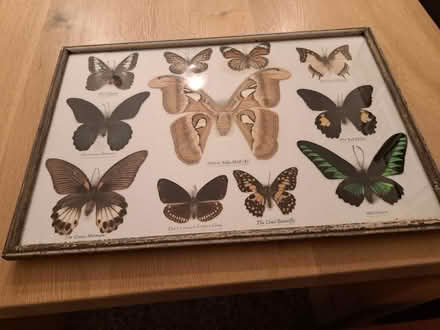 Photo of free A Frame of Real Exotic Butterflies (Woodley RG5) #1