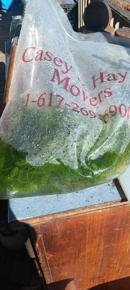 Photo of free hornwort for aquarium (melrose) #2