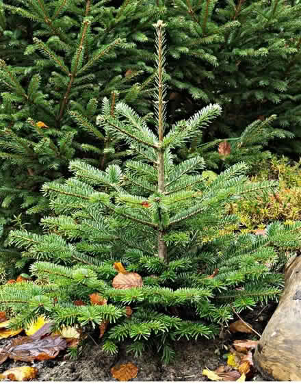 Photo of Real Christmas Tree in pot (Bedford area) #1