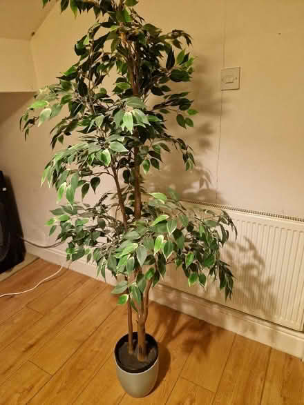 Photo of free Large artificial plant (Sparkhill B12) #1