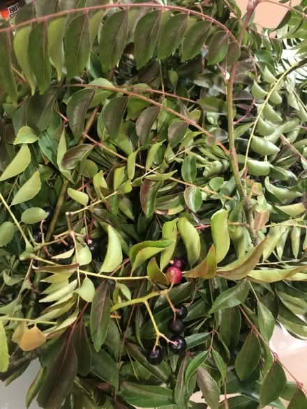 Photo of free Curry leaves (Fremont, near Mowry) #1