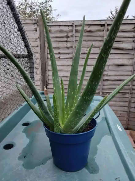 Photo of free Large Aloe Vera (DA1) #1