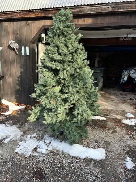 Photo of free Christmas tree (Chittenden) #1