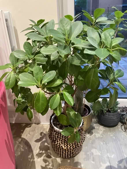 Photo of free Lovely Houseplants to a Good Home (Cheshire West and Chester CH3) #2