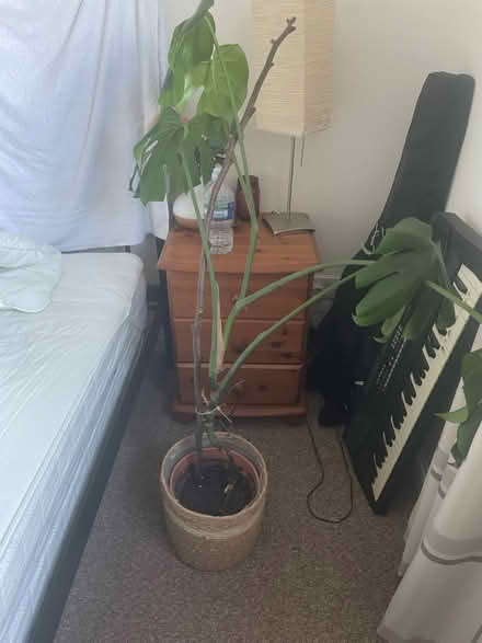 Photo of free Plant - not basket (Roslin EH25) #1