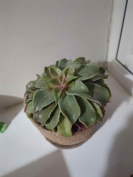 Photo of free Succulent plant (Nailsworth GL6) #1