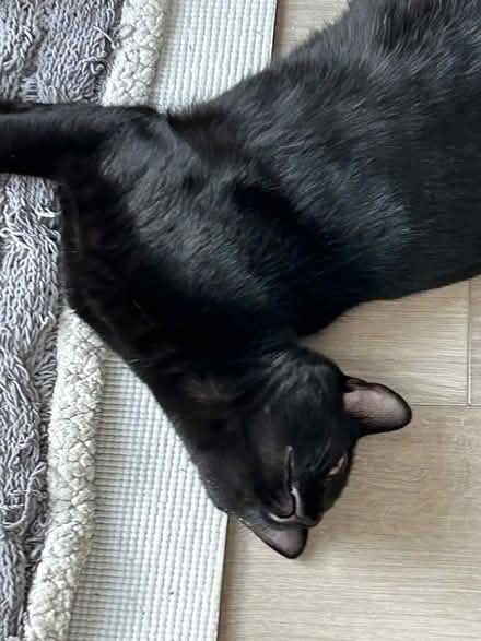 Photo of Cat litter (harlem) #1