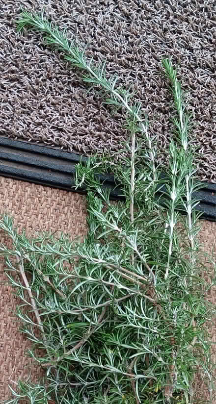 Photo of free Rosemary prunings (Maple Leaf) #1
