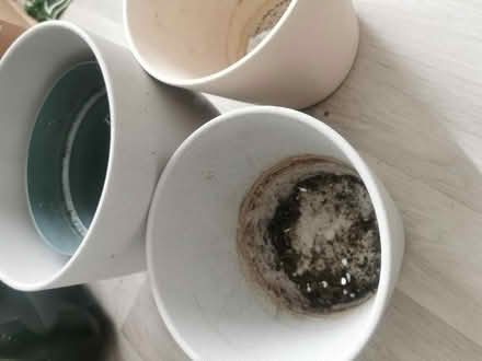 Photo of free Plant Pots ceramic (Longsight M12) #2