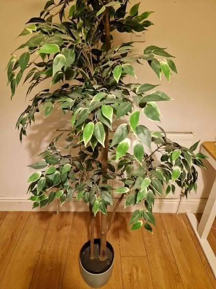 Photo of free Large artificial plant (Sparkhill B12) #3