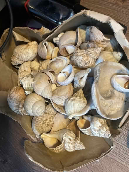 Photo of free Small box of shells (Chessington KT9) #1