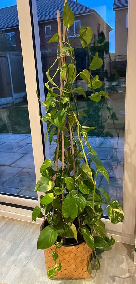 Photo of free Lovely Houseplants to a Good Home (Cheshire West and Chester CH3) #4