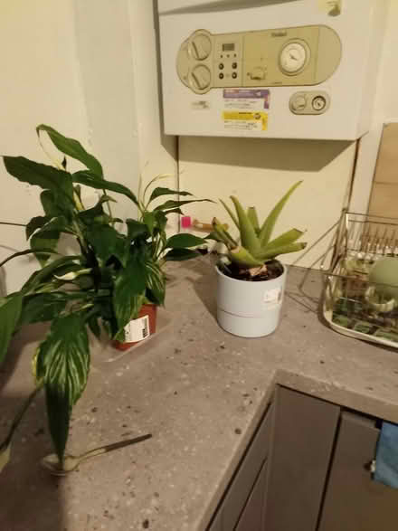 Photo of free Plants and sunlounger (Northwood Hills HA5) #2