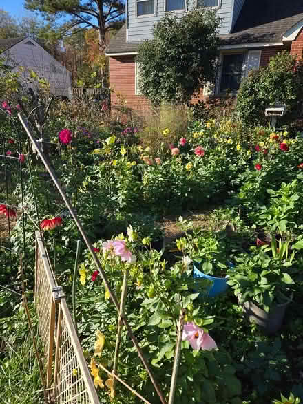 Photo of Dahlia Plants or tubers (Newport News, VA (23601)) #4