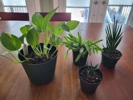 Photo of free Plants (Hill East) #1