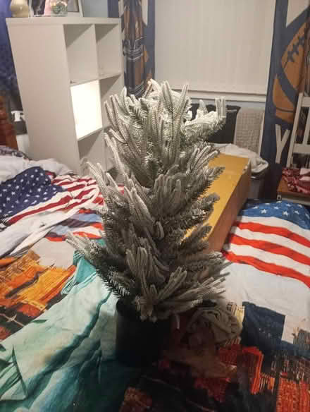 Photo of free Small Christmas tree (WA5) #1