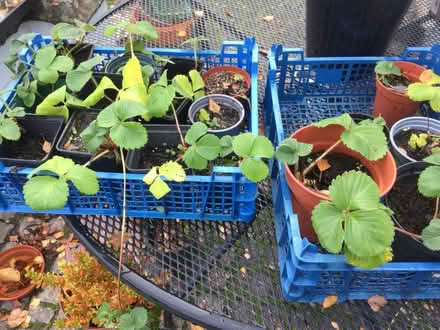 Photo of free Selection of plants (Norton juxta Twycross CV9) #2