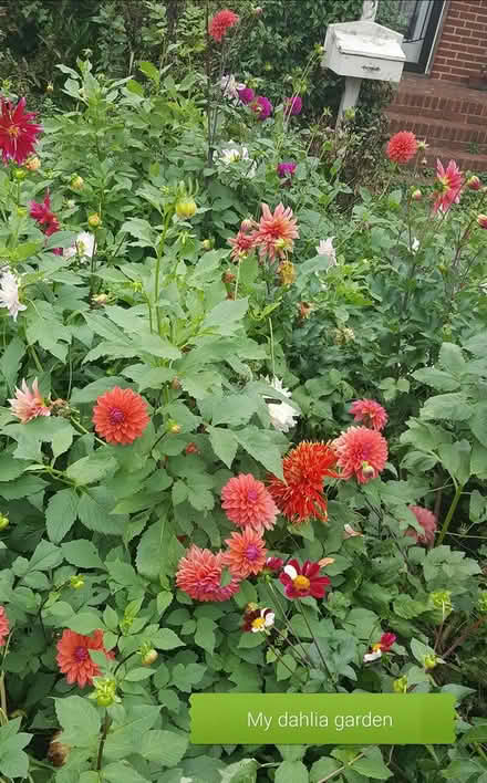 Photo of Dahlia Plants or tubers (Newport News, VA (23601)) #2
