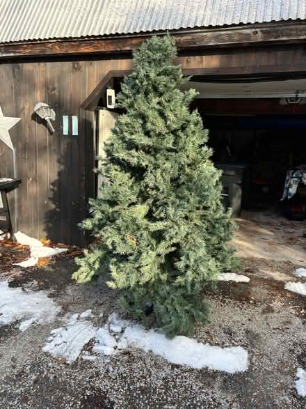 Photo of free Christmas tree (Chittenden) #2