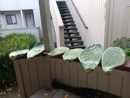 Photo of free Nopal/prickly pear (Westberry Dr near Coffey Park) #1