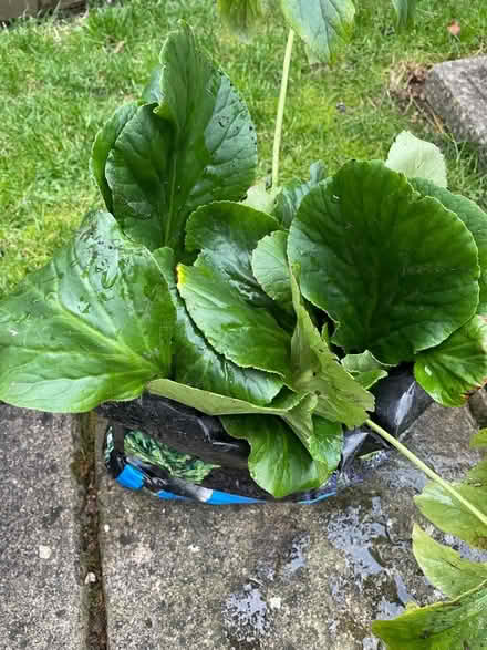 Photo of free Bag of Bergenia cuttings (Wickwar GL12) #1