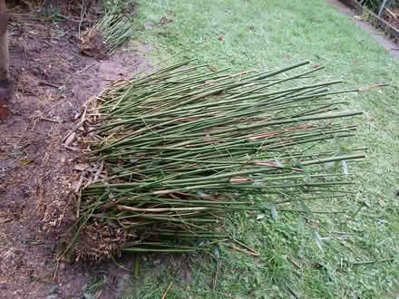 Photo of free Large clump of bamboo (Holbrooks CV6) #1