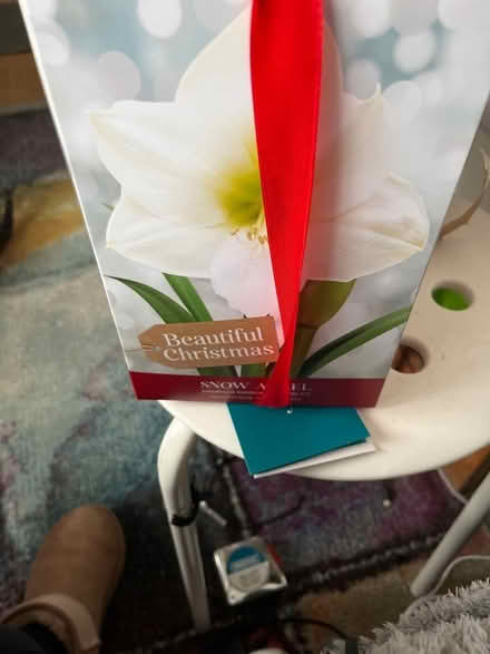 Photo of free Amaryllis (Hanover BN2) #1