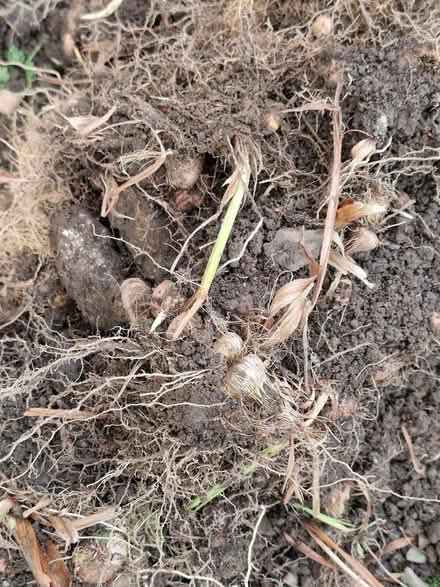 Photo of free Bulbs * (Currie EH14) #2