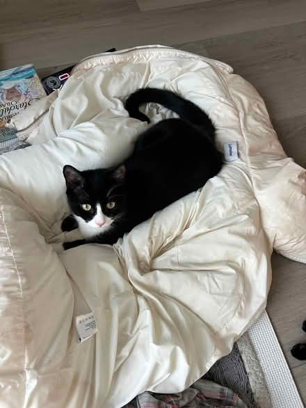 Photo of Cat litter (harlem) #2