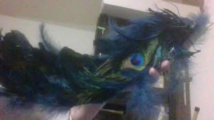 Photo of free Christmas peacock quite big (Bath BA2) #2