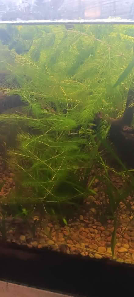 Photo of free hornwort for aquarium (melrose) #1