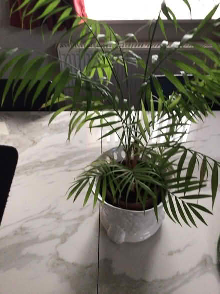 Photo of free Tallplant (Wellington) #1