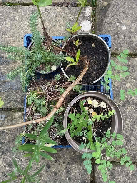 Photo of free Tray of plants (Wickwar GL12) #2