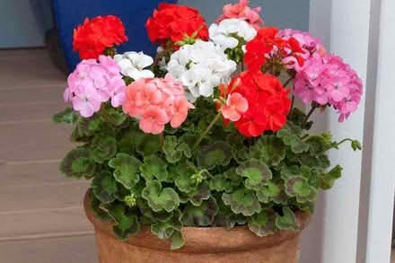 Photo of free Pelargonium (Wimbledon Village SW19) #1