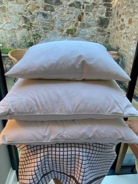 Photo of free Feather Filled Cushions x 3 (West End EH3) #1
