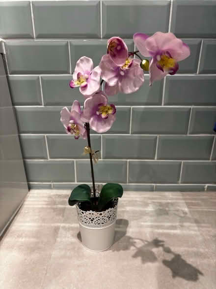 Photo of free Faux orchid (Belper DE56) #1